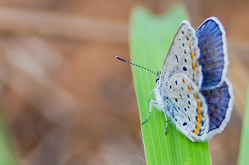 Karner Blue Butterfly on leaf