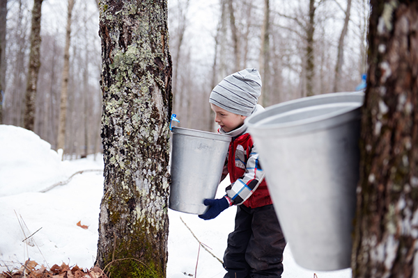 Tapped maple tree with little boy holding a bucket
