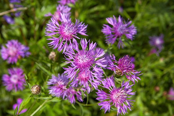 Knapweed close-up in field