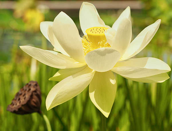 Yellow lotus in bloom