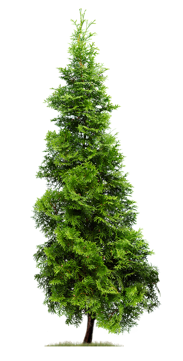 Northern White Cedar stands against a white background, while a little bit of grass surrounds its base