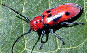Milkweed beetle