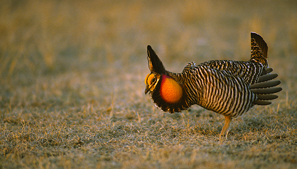 greater prairie chicken with bright orange air sacs inflated