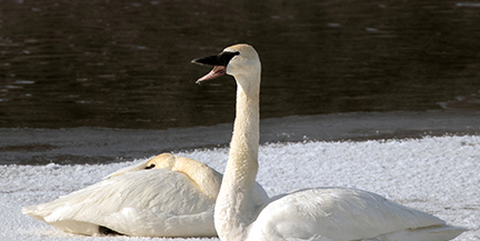 Trumpeter Swans on ice