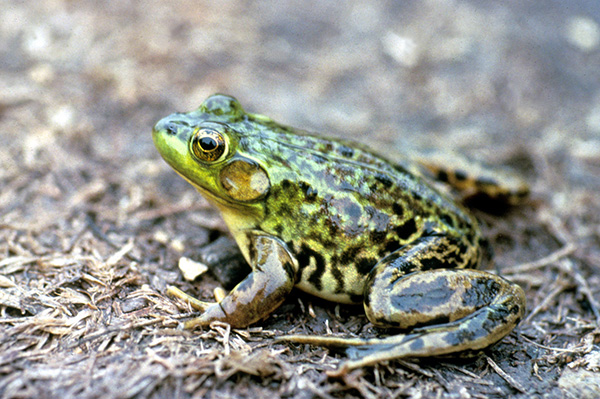 photo of mink frog by Bob Hay