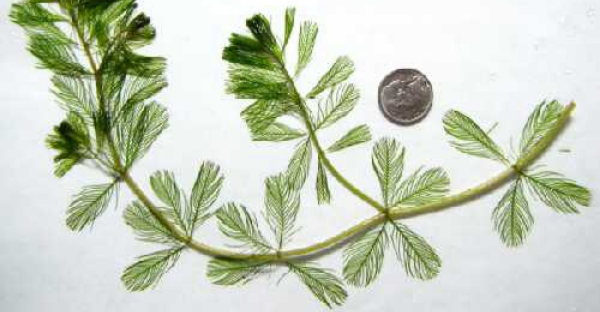 Eurasion Water-Milfoil on white background, Photo Credit: Flora of Wisconsin, Paul Skawinski, CC BY-SA