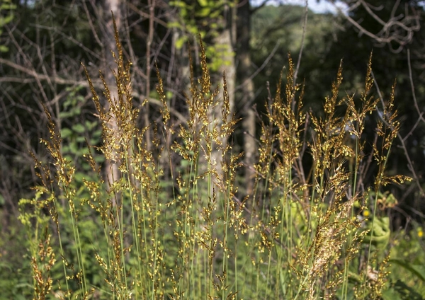 Indian Grass, Photo Credit- Flora of Wisconsin, Aaron Carlson, CC BY-SA