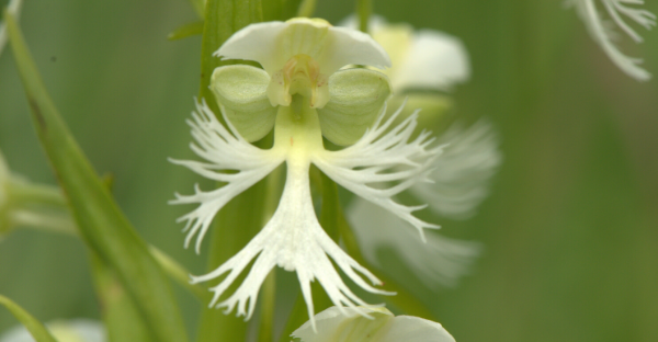 Prairie White-Fringed Orchid Close Up, Photo Credit: Joshua Mayer, CC-BY-SA 3.0
