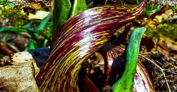 Close up of Skunk Cabbage, Photo Credit: Flora of Wisconsin, Aaron Carlson,  CC-BY-SA.png.jpg