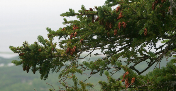 White Spruce, Photo Credit: Steven Isaacson CC-BY-SA 3.0