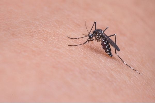 an Asian mosquito biting someone's skin