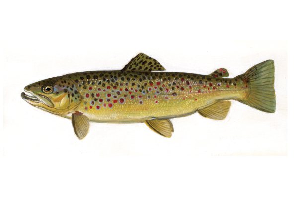 illustration of brown trout by Virgil Beck