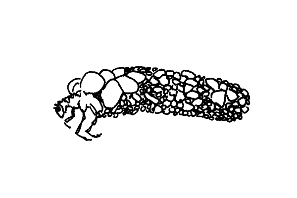 illustration of a caddisfly larva inside its case of sand particles