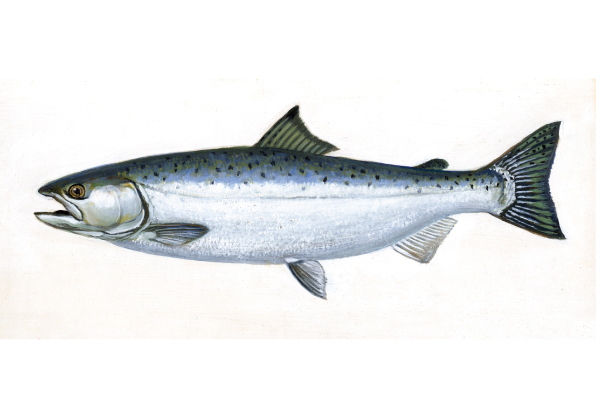 illustration of coho salmon by Virgil Beck