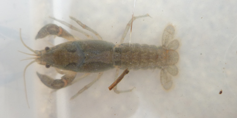 prairie crayfish in an observation container