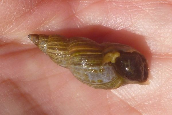 a snail with an elongate shell held in a person's hand
