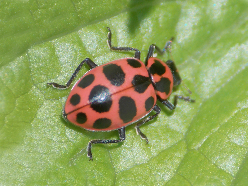 photo of a spotted lady beetle on a green leaf