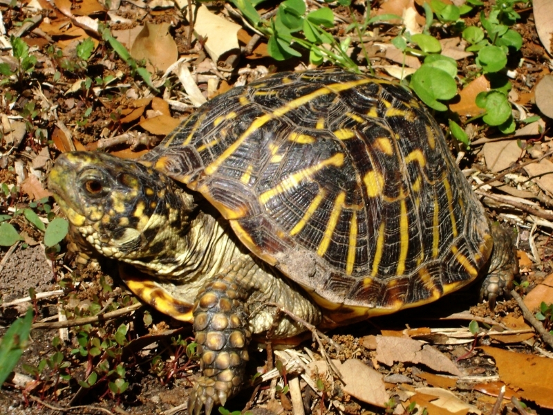 photo of ornate box turtle