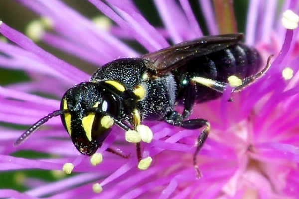 a wasp-like bee with a two yellow marks on its face on a bright pink flower