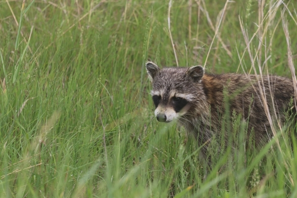 young raccoon walking in tall grass