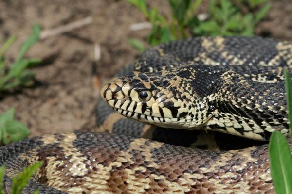 close-up photo of gophersnake's head