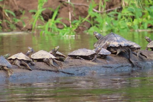 nine northern map turtles on a log floating in the water