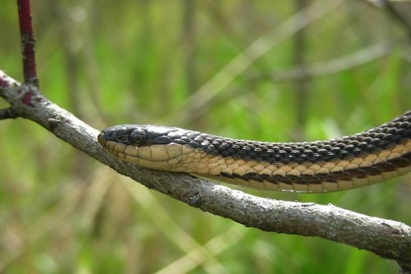 photo of queensnake resting on a branch