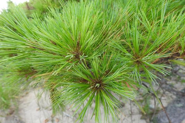 photo of long, soft needles of white pine by Caitlin Campbell (CC BY-NC 4.0)