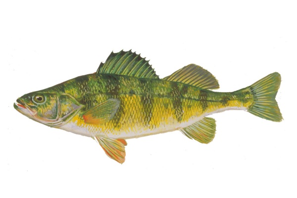 illustration of a yellow perch by Virgil Beck
