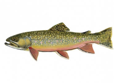 illustration of a brook trout by Virgil Beck