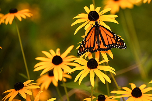 Butterfly on Black-eyed Susans