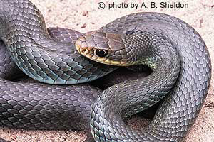 North American (Blue) Racer