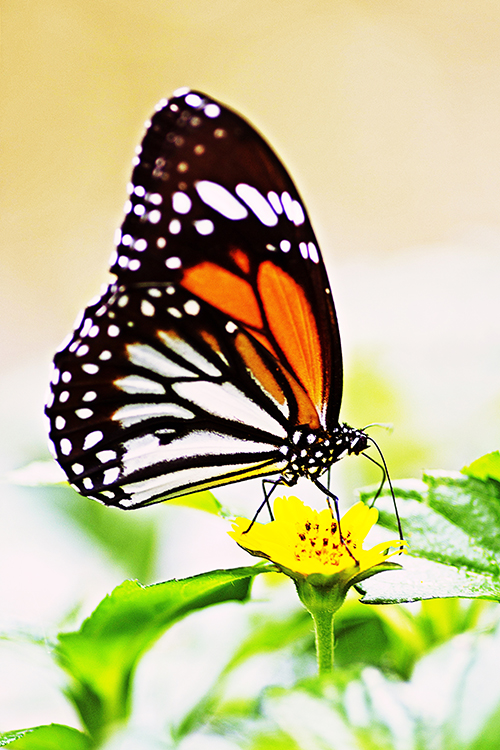 Butterfly drinking from flower Butterfly drinking from flower