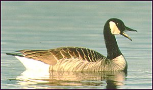 Canada Goose