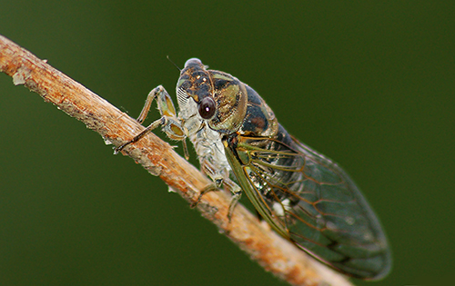 Cicada on a twig