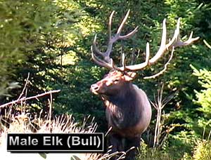 Elk Elk
