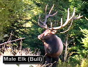 Elk