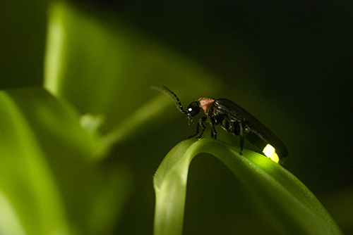 Firefly on leaf