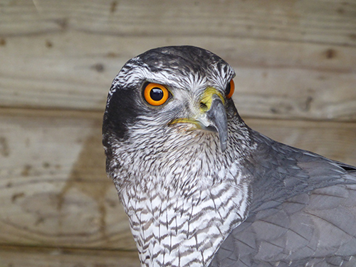 Goshawk