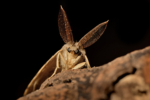 photo of spongy moth showing feathery antennae