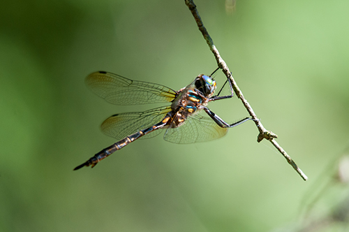 Hine's Emerald Dragonfly on a twig