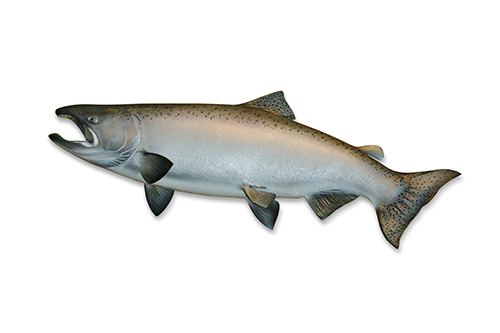 Salmon Salmon