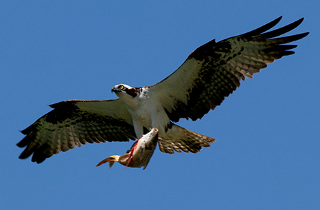 Osprey with carp, Image Credit: Joe Riederer