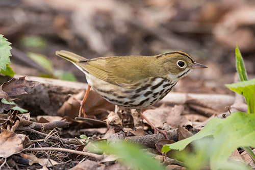 Ovenbird