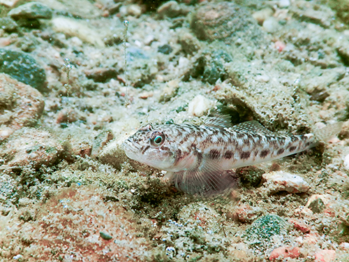 Round Goby