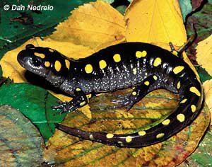 Spotted Salamander Spotted Salamander