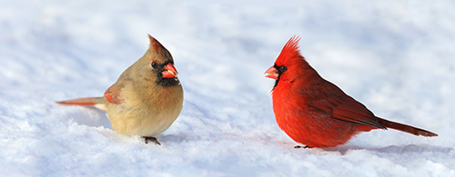 Male and Female Nothern Cardinals