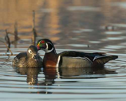 Male and Female Wood Ducks