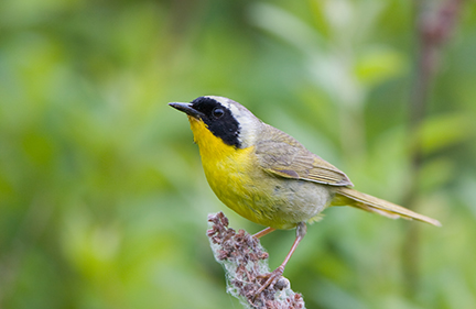 Common Yellowthroat