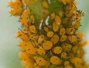 Aphids on milkweed